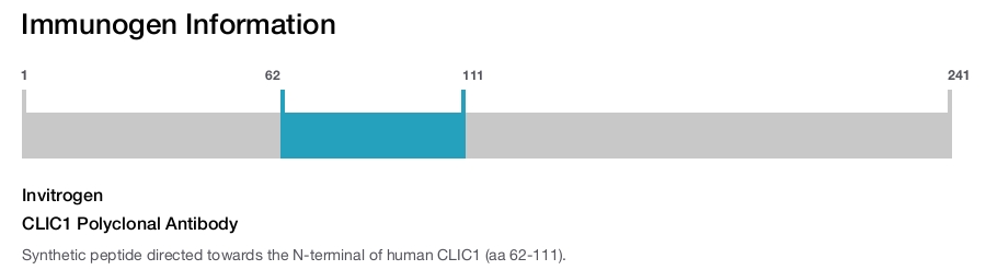 CLIC1 Polyclonal Antibody