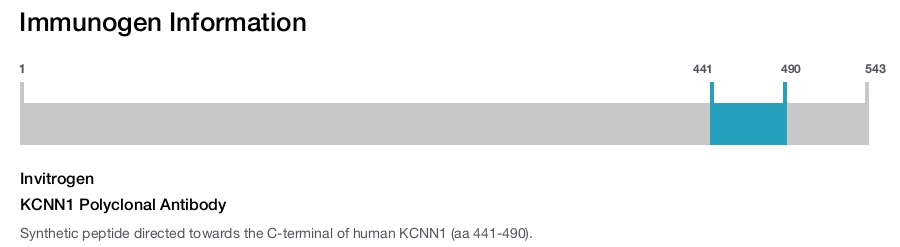 KCNN1 Polyclonal Antibody