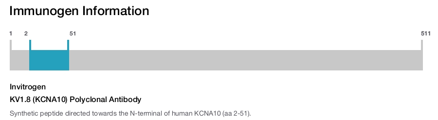 KV1.8 (KCNA10) Polyclonal Antibody