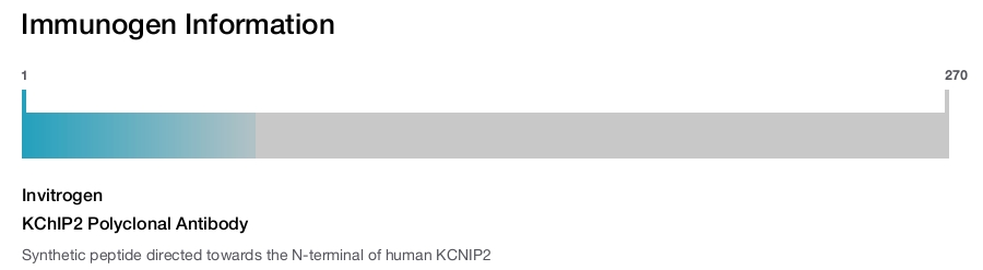 KChIP2 Polyclonal Antibody