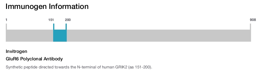 GluR6 Polyclonal Antibody