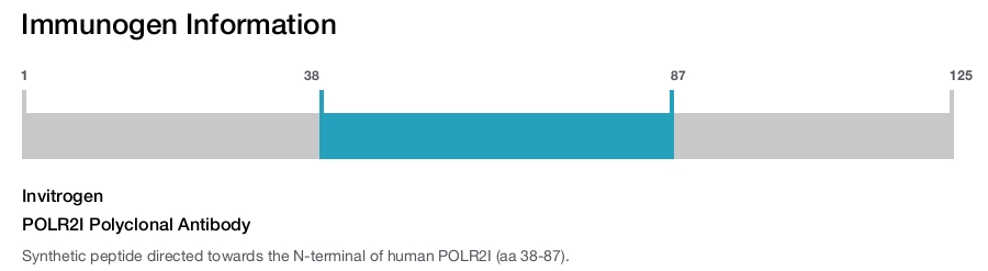 POLR2I Polyclonal Antibody