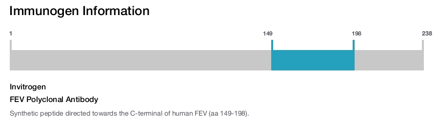 FEV Polyclonal Antibody