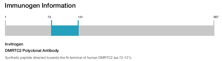 DMRTC2 Polyclonal Antibody