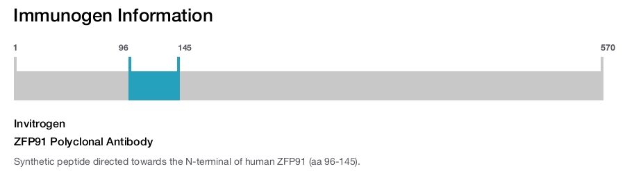 ZFP91 Polyclonal Antibody