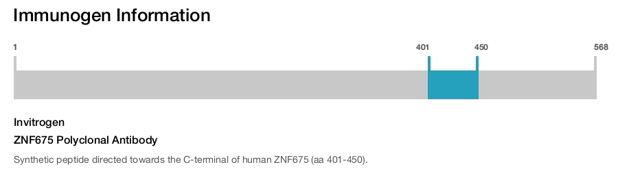ZNF675 Polyclonal Antibody