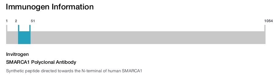 SMARCA1 Polyclonal Antibody
