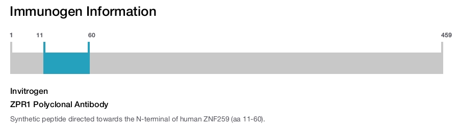 ZPR1 Polyclonal Antibody