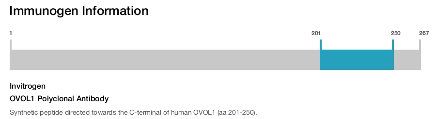 OVOL1 Polyclonal Antibody