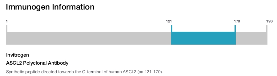 ASCL2 Polyclonal Antibody