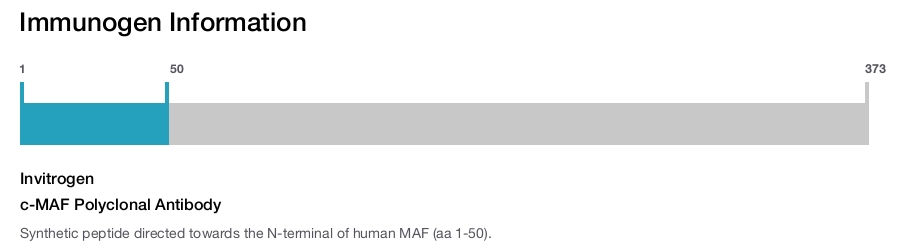 c-MAF Polyclonal Antibody