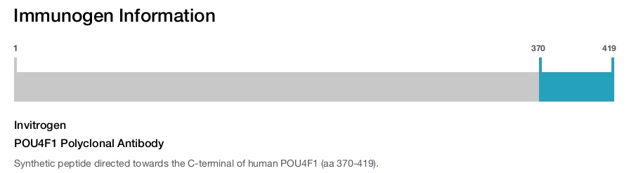 POU4F1 Polyclonal Antibody