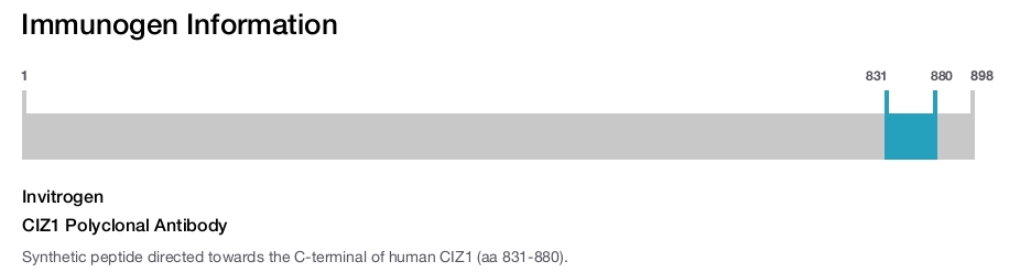 CIZ1 Polyclonal Antibody
