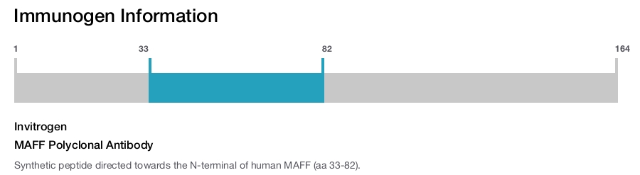 MAFF Polyclonal Antibody