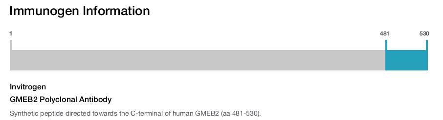 GMEB2 Polyclonal Antibody