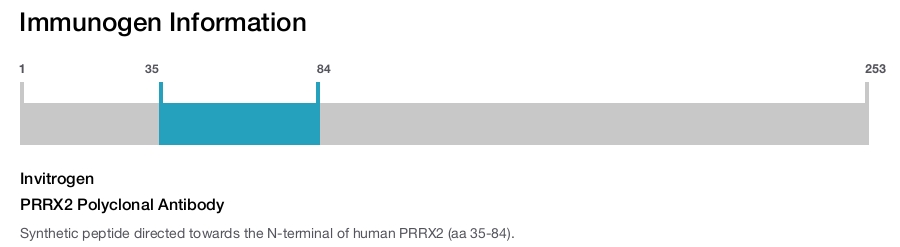 PRRX2 Polyclonal Antibody