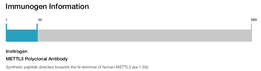 METTL3 Polyclonal Antibody