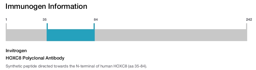 HOXC8 Polyclonal Antibody