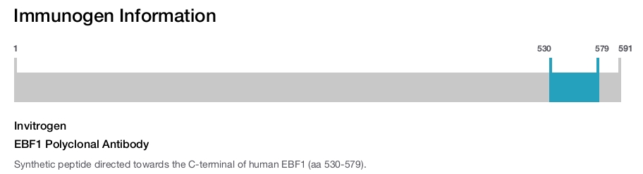 EBF1 Polyclonal Antibody