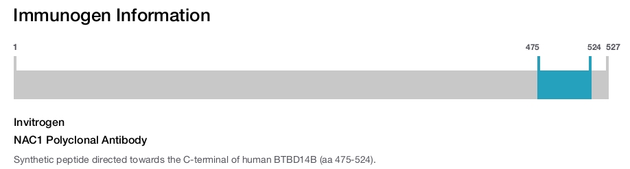 NAC1 Polyclonal Antibody
