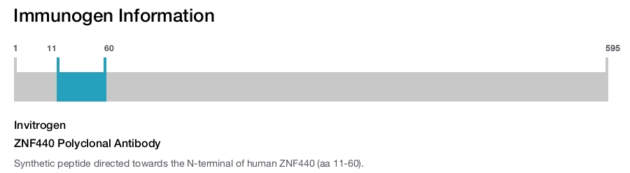 ZNF440 Polyclonal Antibody