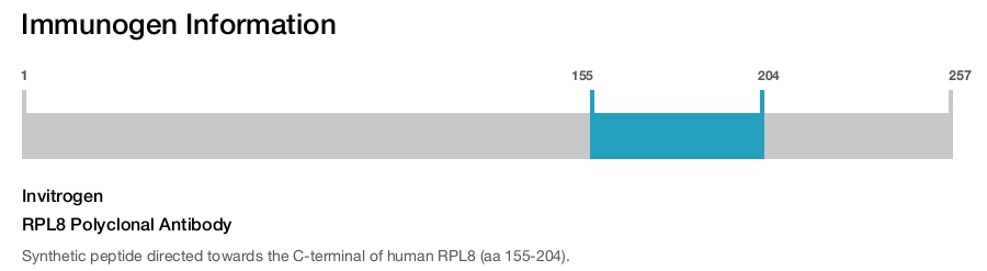 RPL8 Polyclonal Antibody