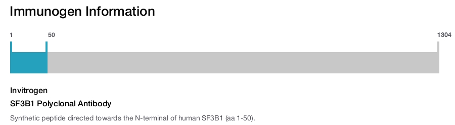 SF3B1 Polyclonal Antibody
