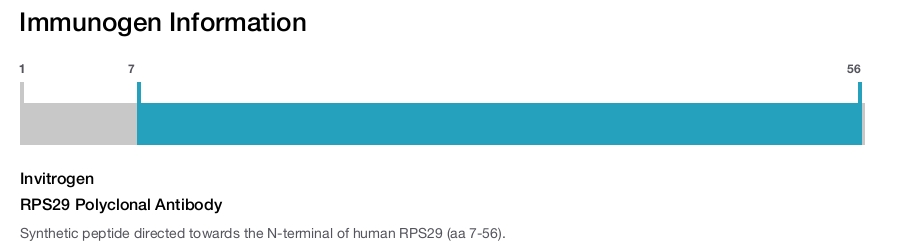 RPS29 Polyclonal Antibody