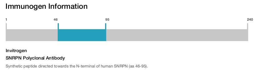 SNRPN Polyclonal Antibody