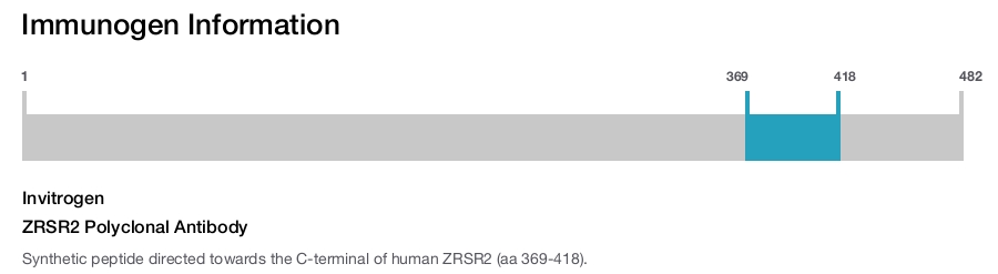 ZRSR2 Polyclonal Antibody
