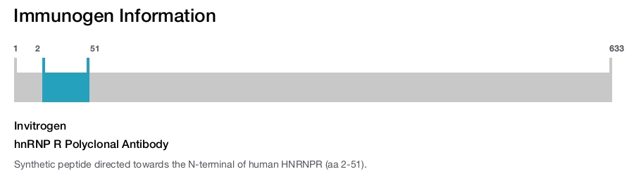 hnRNP R Polyclonal Antibody