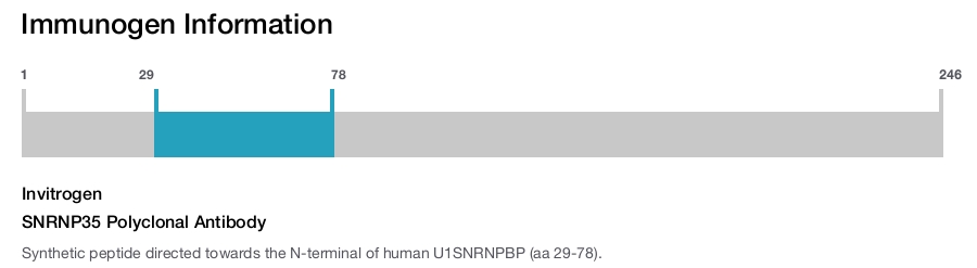 SNRNP35 Polyclonal Antibody