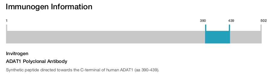ADAT1 Polyclonal Antibody
