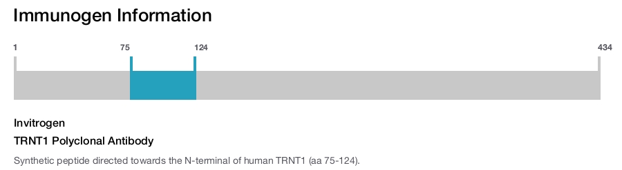 TRNT1 Polyclonal Antibody
