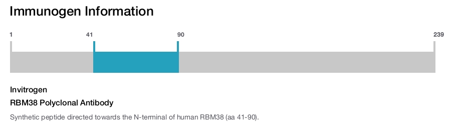 RBM38 Polyclonal Antibody