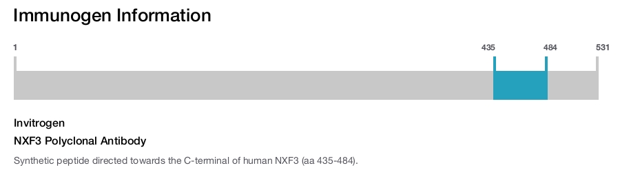 NXF3 Polyclonal Antibody