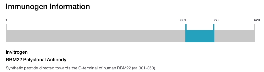 RBM22 Polyclonal Antibody