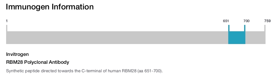 RBM28 Polyclonal Antibody