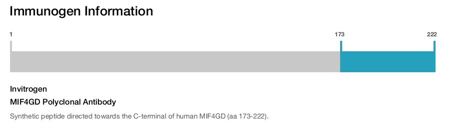 MIF4GD Polyclonal Antibody