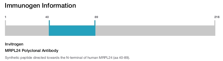 MRPL24 Polyclonal Antibody
