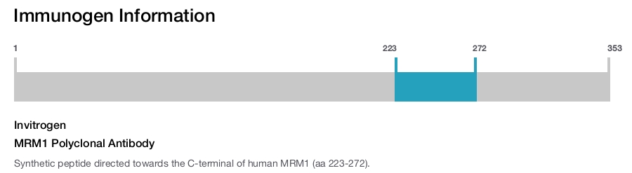 MRM1 Polyclonal Antibody