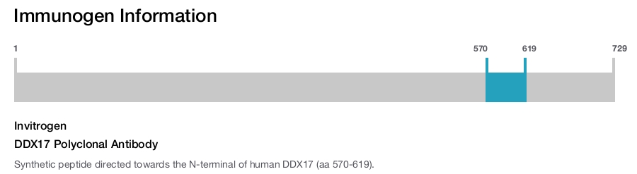 DDX17 Polyclonal Antibody