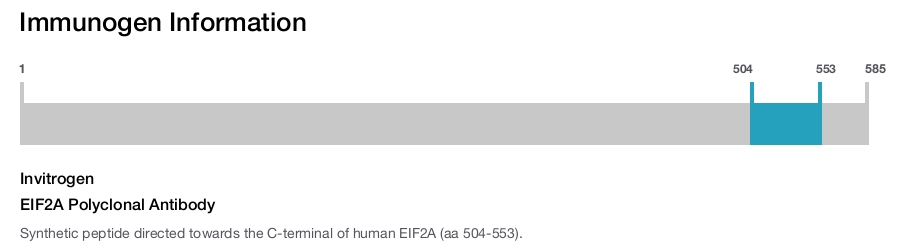 EIF2A Polyclonal Antibody