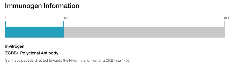 ZCRB1 Polyclonal Antibody
