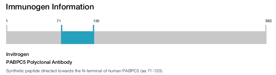 PABPC5 Polyclonal Antibody