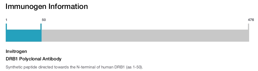 DRB1 Polyclonal Antibody