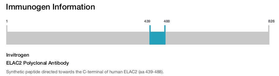 ELAC2 Polyclonal Antibody