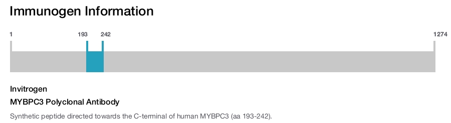 MYBPC3 Polyclonal Antibody