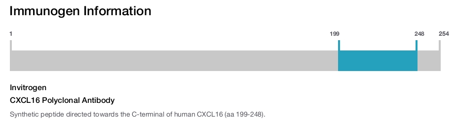 CXCL16 Polyclonal Antibody