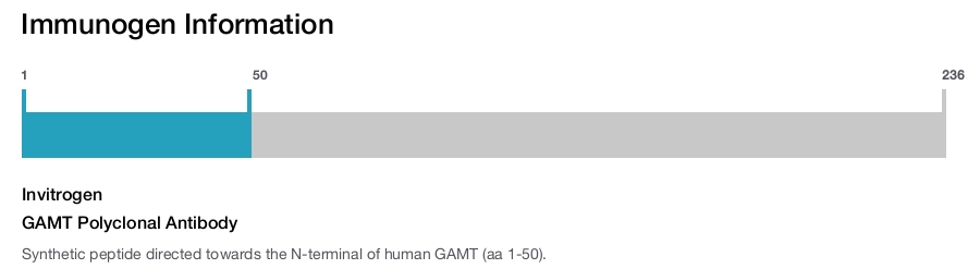 GAMT Polyclonal Antibody